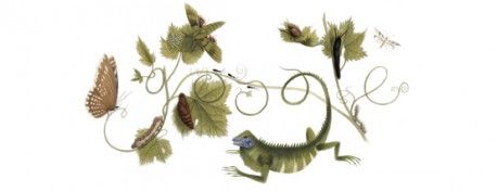 Google Doodle von heute: Maria Sibylla Merian