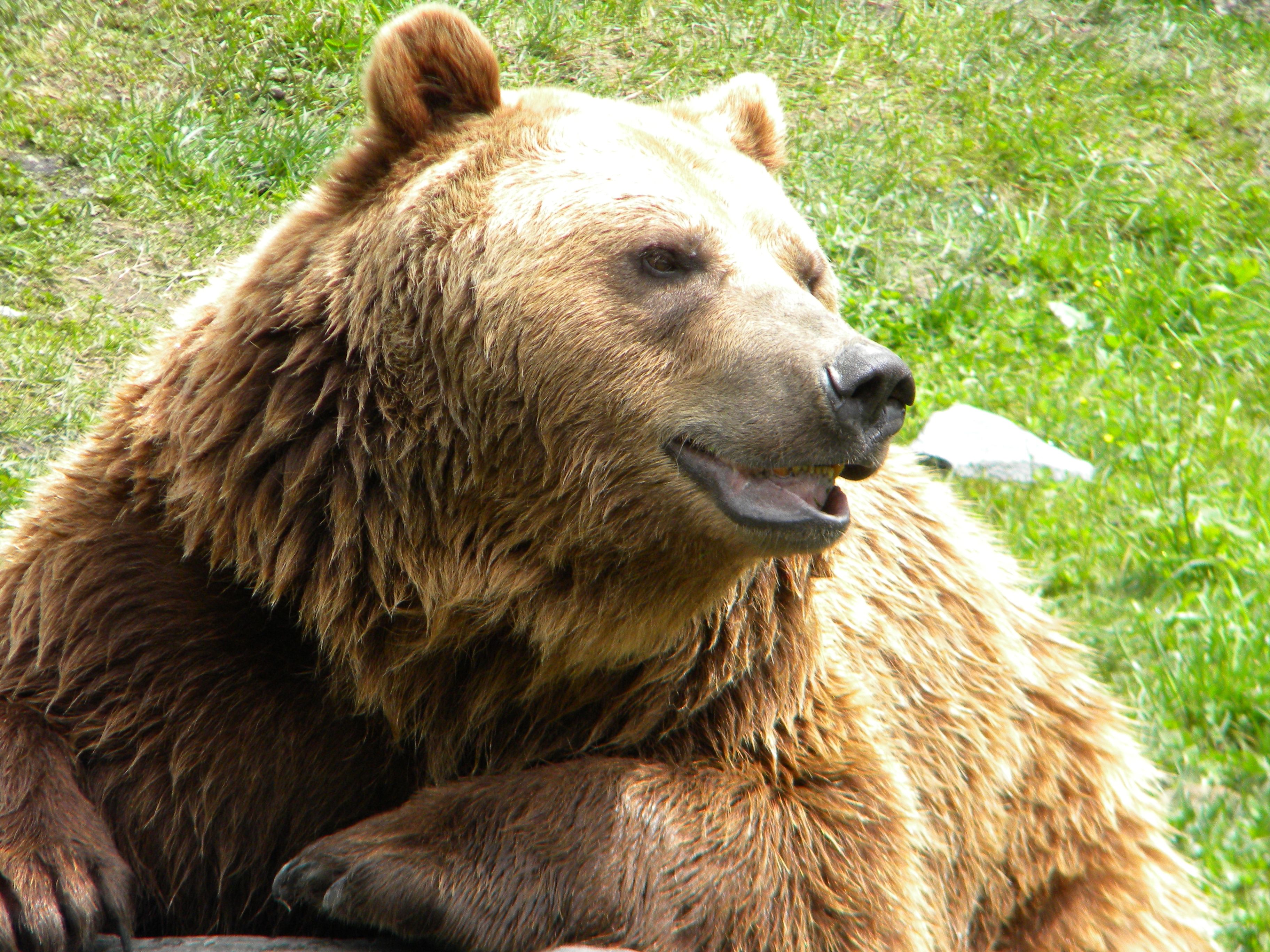 Mail.ru: Der russische Bär erwacht
