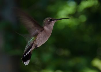 Entitäten und Hummingbird: kleiner Ausblick in die SEO Zukunft