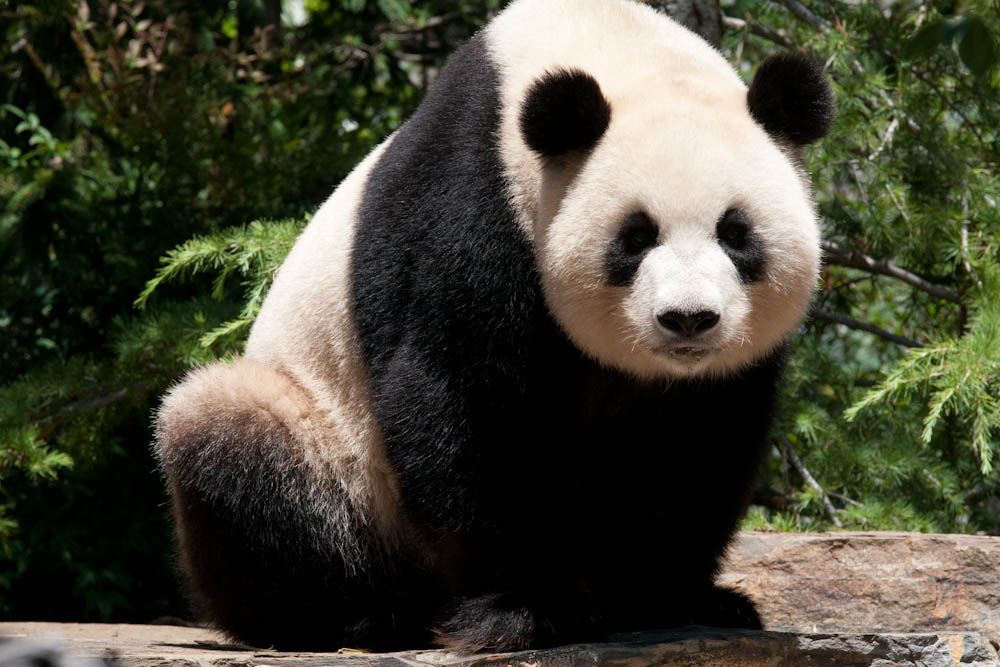 Leben ohne Panda-Phobie – 5 Schritte für ein sorgenfreies Webmaster-Dasein