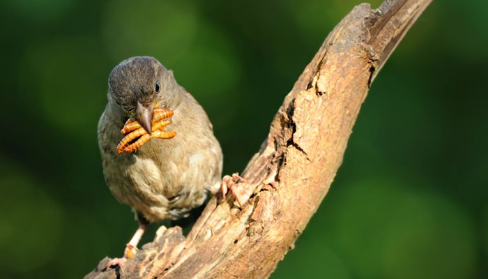 Der späte Vogel fängt den Facebook-User