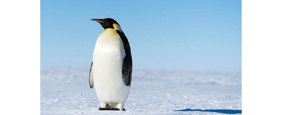 Google bestätigt: Kein Penguin 4.0 ausgerollt