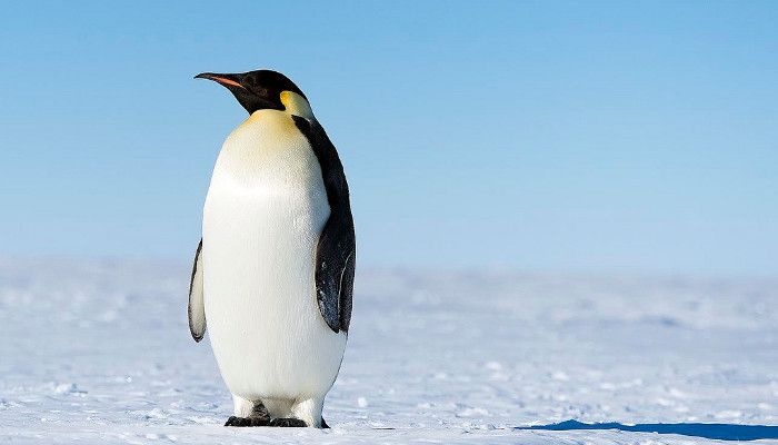 Google bestätigt: Kein Penguin 4.0 ausgerollt