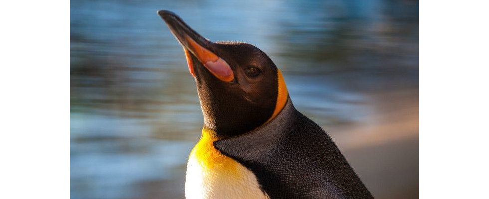 Bewegung in den SERPs dank Penguin 4.0? Google antwortet kryptisch