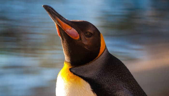 Bewegung in den SERPs dank Penguin 4.0? Google antwortet kryptisch