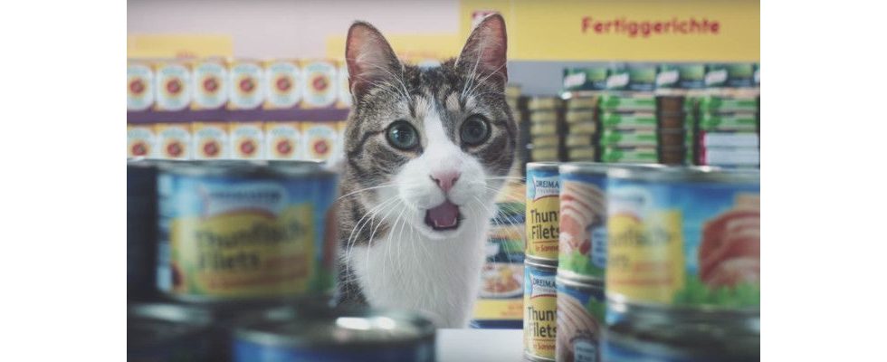 Altes Schema, neuer Viralhit: Netto Video geht auch 2016 noch mit Cat Content durch die Decke