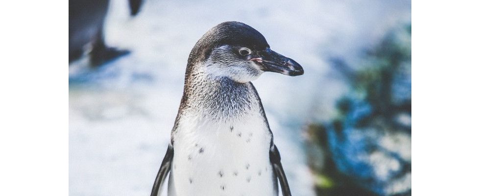 Der SEO-Alptraum von Home24: Die Schattenseite des Google Penguin-Updates