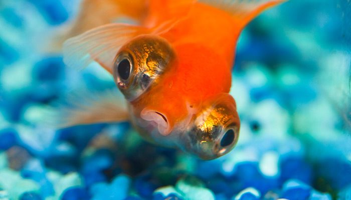 Die Mär von 8 Sekunden: Warum wir eine höhere Aufmerksamkeitsspanne als Goldfische haben