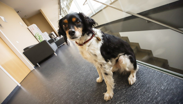 5 Fragen zum Thema Bürohund geklärt: Die besten Kollegen sind pelzig