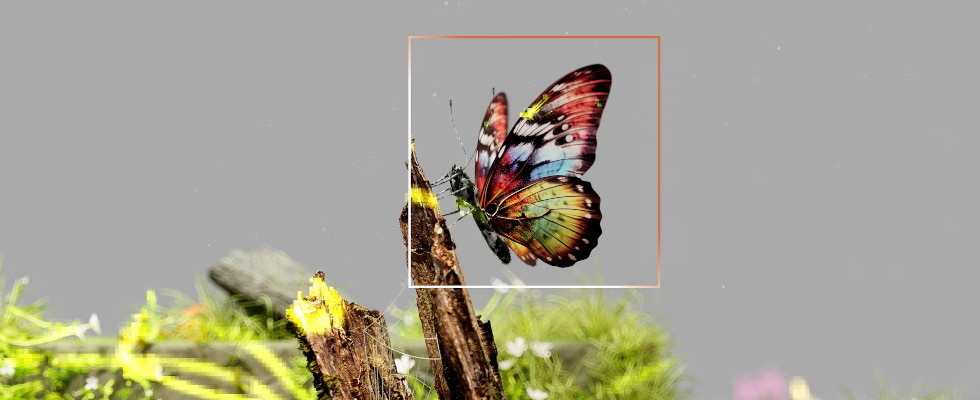 © Google DeepMind - Unsplash, Schmetterling in natürlicher Umgebung mit Quadrat um ihn herum, digital