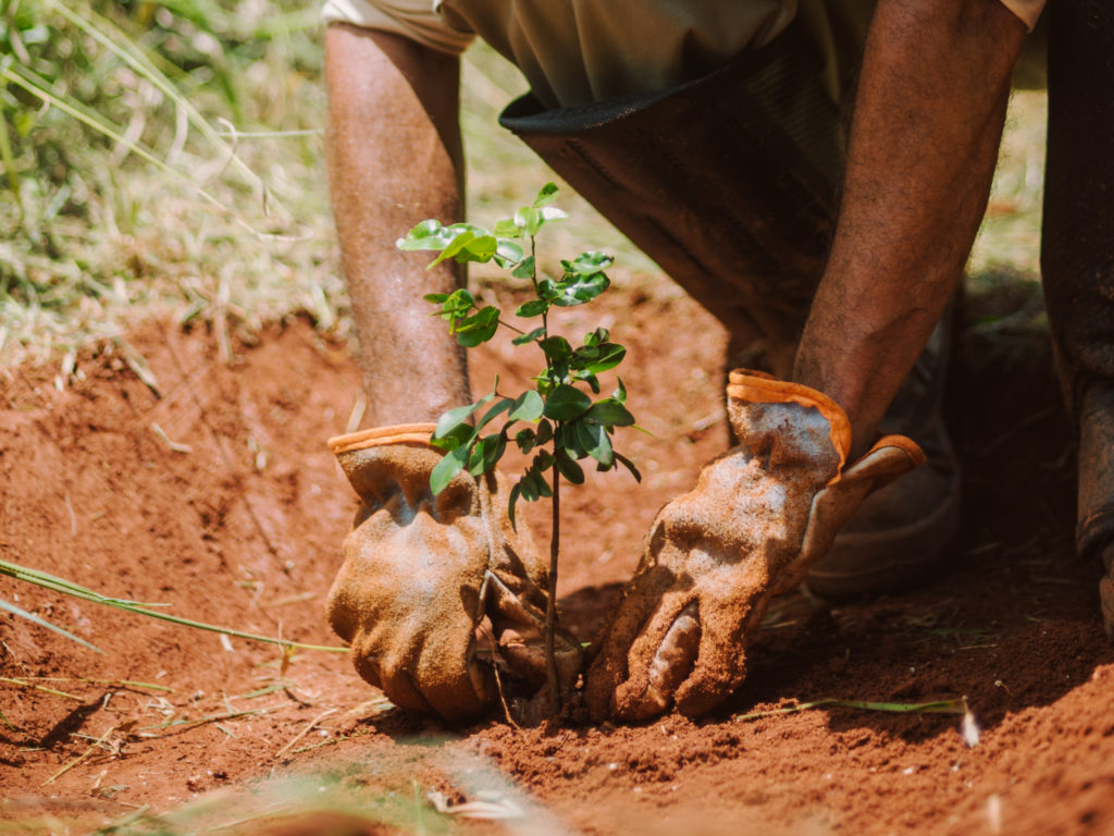 Neue Bäume werden, wie hier in Brasilien, ständig in Kooperation mit Expert:innen gepflanzt, © Ecosia, Hände buddeln kleinen Baum in Erde ein