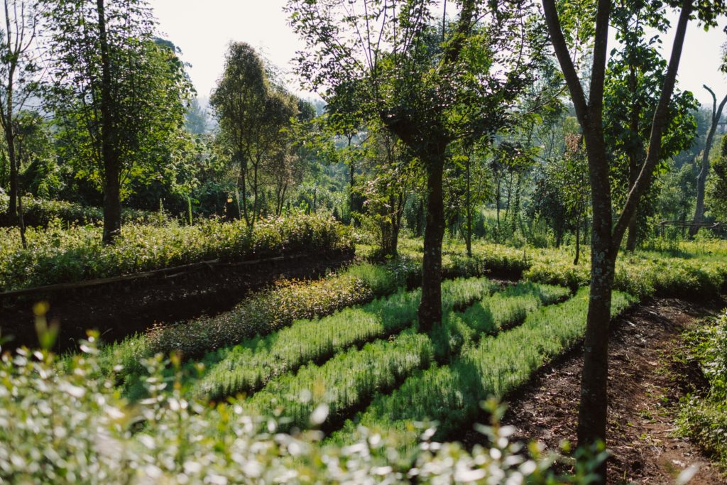 Pflanzungen in Kenia, dank Support durch Ecosia, © Ecosia, Bäume und Sträucher in Anlage
