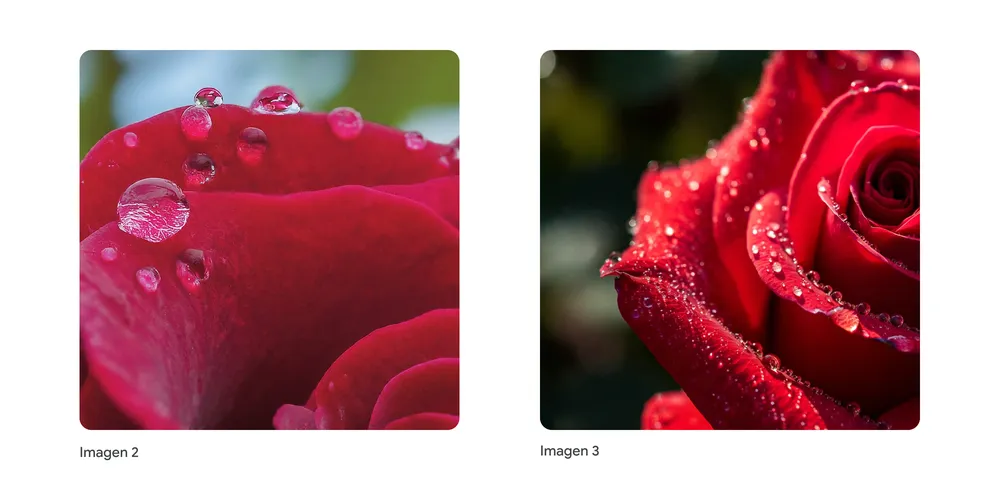 Die mit Imagen 3 kreierten KI-Bilder wirken realistischer als die aus dem Imagen 2-Modell, © Google , zwei Fotos mit Rose, Nahaufnahme, mit Tau, gegenübergestellt