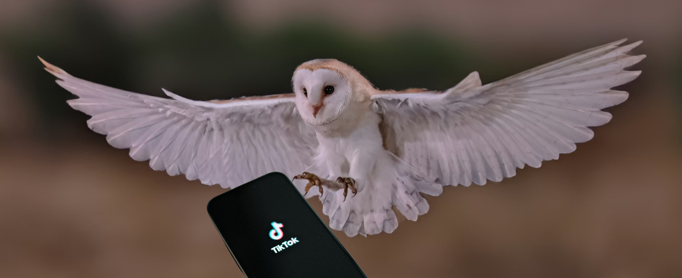 Was es mit dem Eulentrend auf TikTok auf sich hat