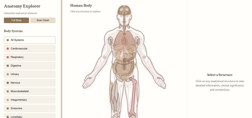 Screenshot eines interaktiven Anatomie-Explorers in Claude, der den menschlichen Körper mit anklickbaren Organen und Filtern für verschiedene Körpersysteme zeigt.